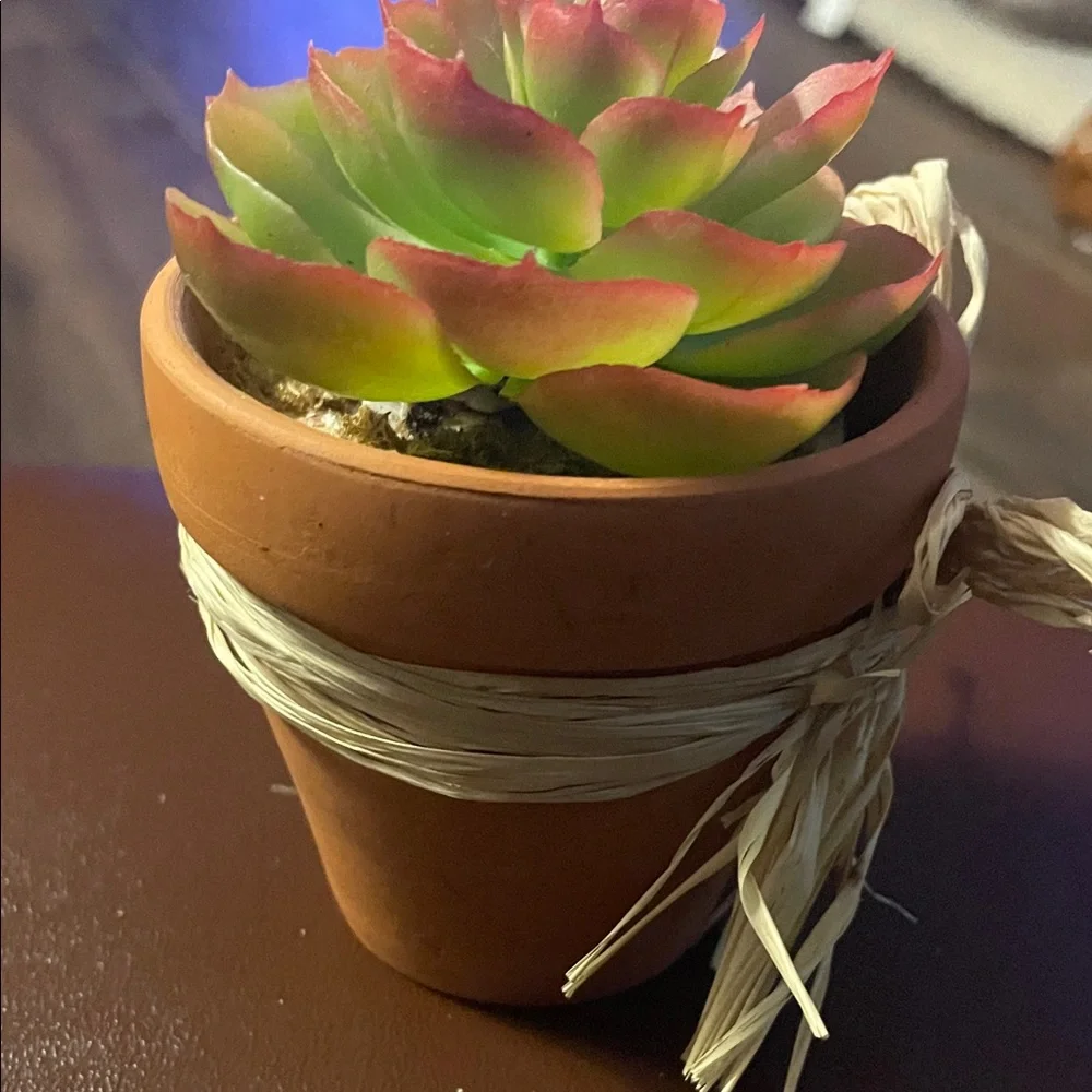 Green and Pink Succulent in Terracotta Pot